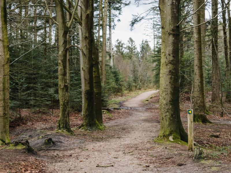 Fotoet viser en sti i en skov